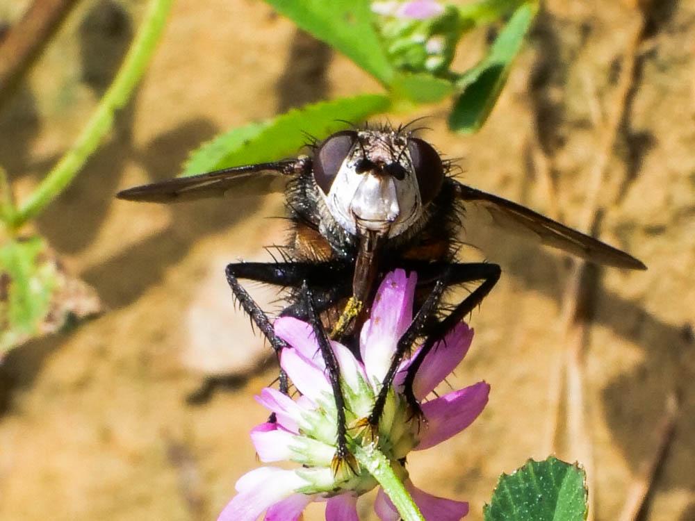 Peleteria rubescens (Robineau-Desvoidy, 1830)