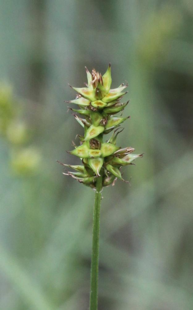 Laîche en épis Carex spicata Huds., 1762