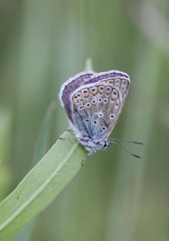Le Azuré commun Polyommatus icarus (Rottemburg, 1775)