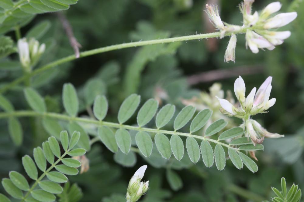 Astragale à gousses en hameçon Astragalus hamosus L., 1753