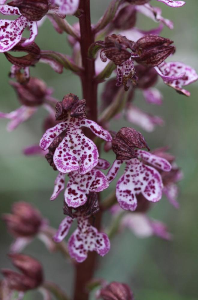Orchis pourpre, Grivollée Orchis purpurea Huds., 1762