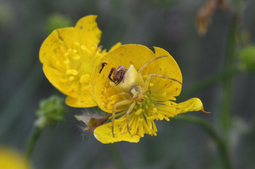 Misumène variable Misumena vatia (Clerck, 1758)