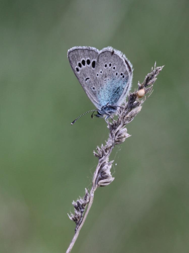 Azuré des Cytises (L') Glaucopsyche alexis (Poda, 1761)