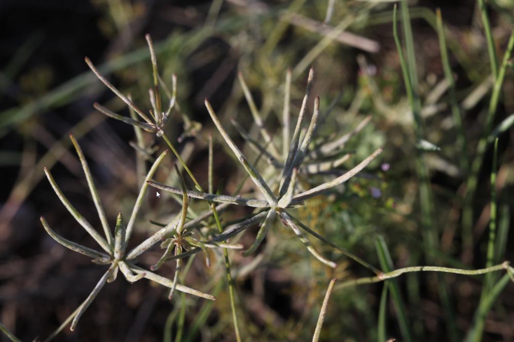 Scandix du sud, Scandix du Midi Scandix australis L., 1753