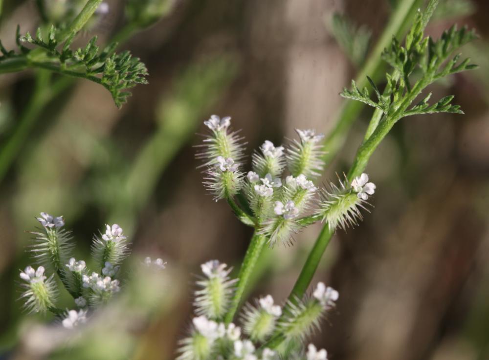 Torilis à folioles étroites, Torilis à feuilles ét Torilis leptophylla (L.) Rchb.f., 1867