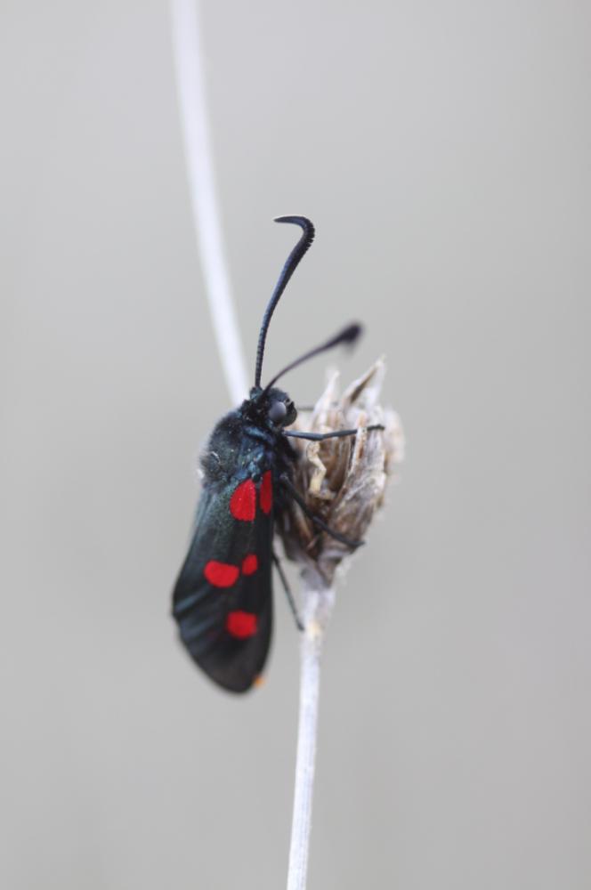 Zygène des prés (La), Zygène des Cornettes (La) Zygaena trifolii (Esper, 1783)