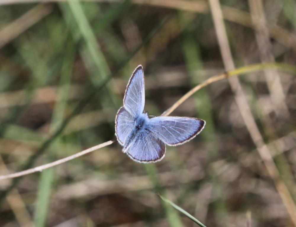 Azuré de la Badasse (L') Glaucopsyche melanops (Boisduval, 1828)