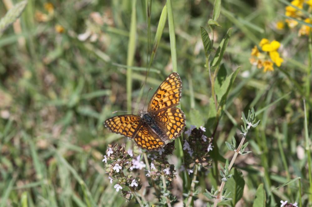 Mélitée des Centaurées (La), Grand Damier (Le) Melitaea phoebe (Denis & Schiffermüller, 1775)