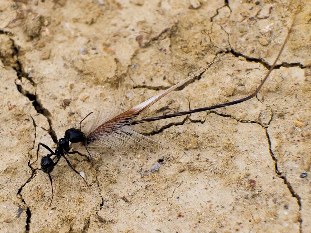 Fourmis Formicidae Latreille, 1809