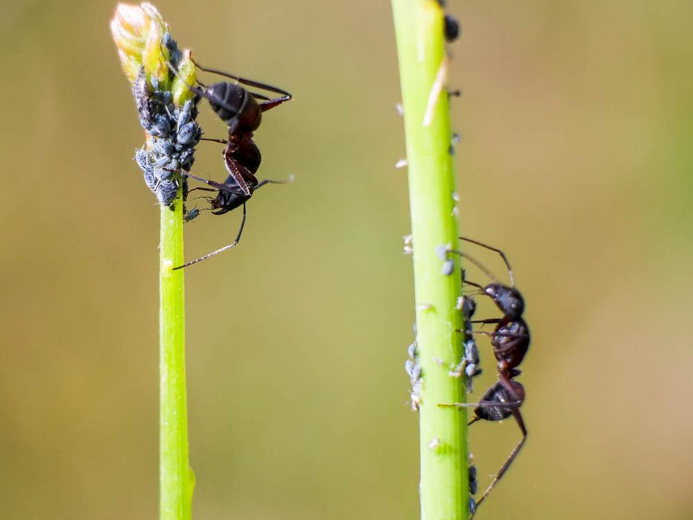 Fourmis Formicidae Latreille, 1809