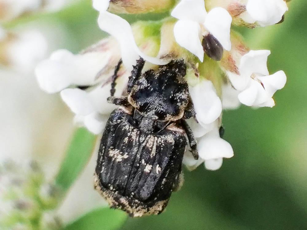 Cétoine punaise Valgus hemipterus (Linnaeus, 1758)