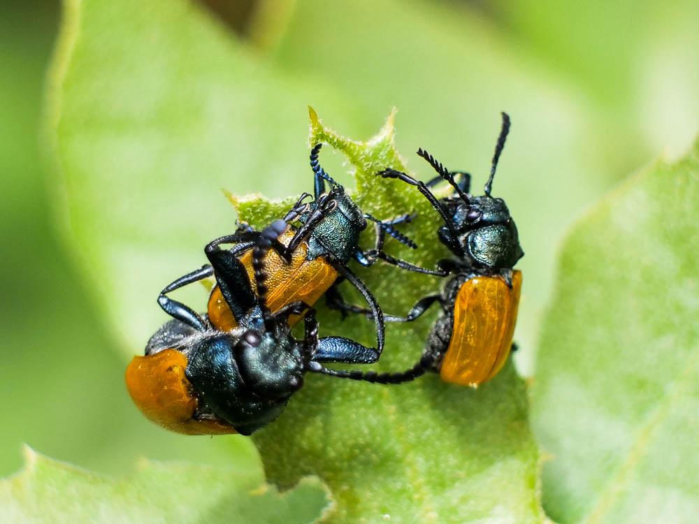  Labidostomis taxicornis (Fabricius, 1792)