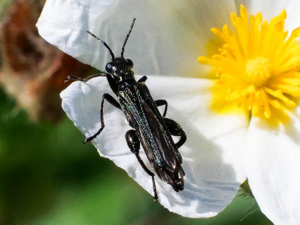  Oedemera atrata W.L.E. Schmidt, 1846