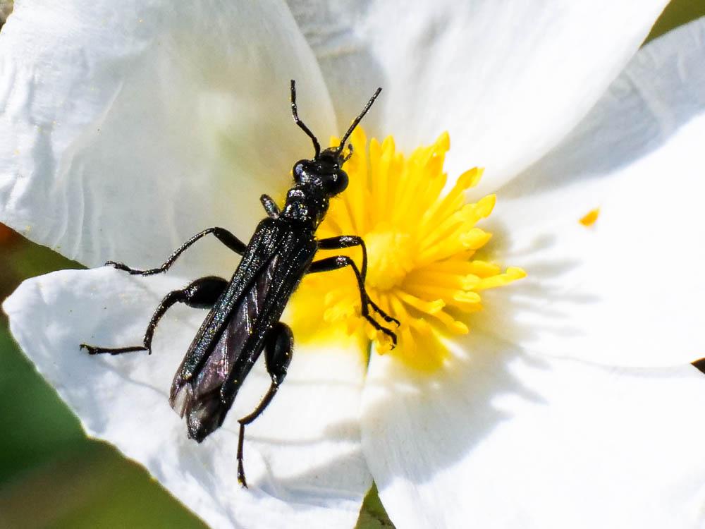  Oedemera atrata W.L.E. Schmidt, 1846