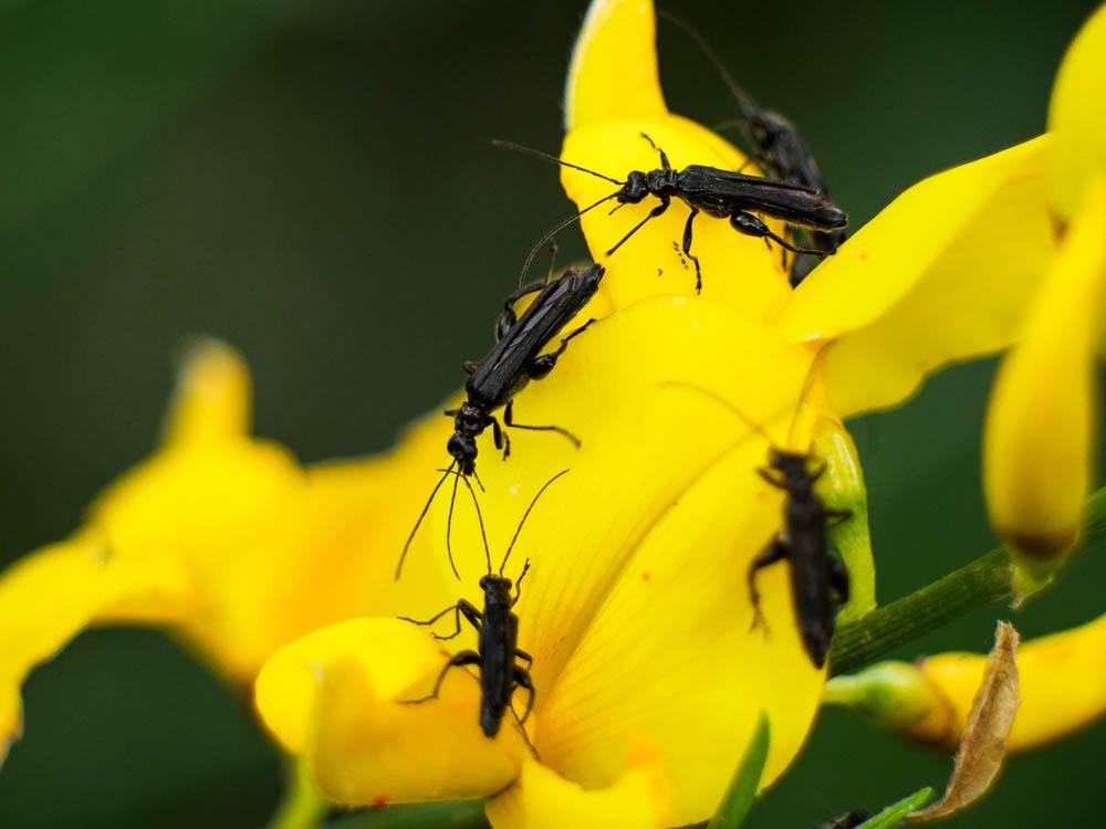  Oedemera atrata W.L.E. Schmidt, 1846
