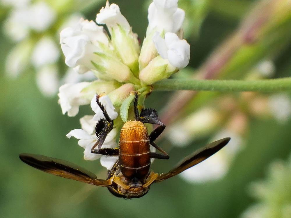 Trichopoda pennipes (Fabricius, 1781)