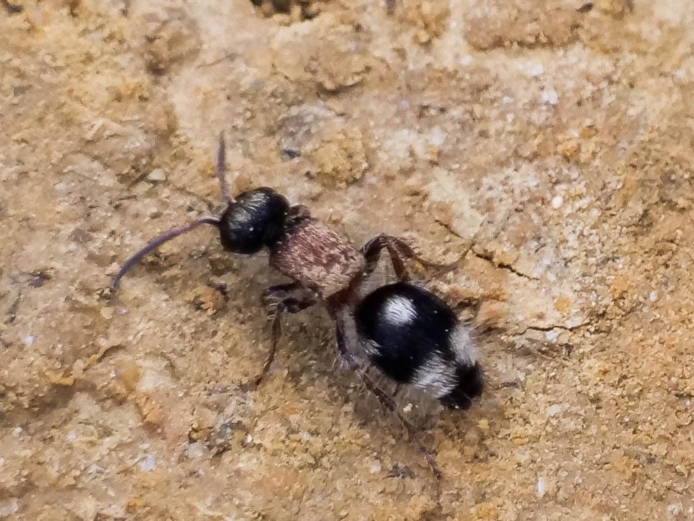 Smicromyrme partita (Klug, 1835)