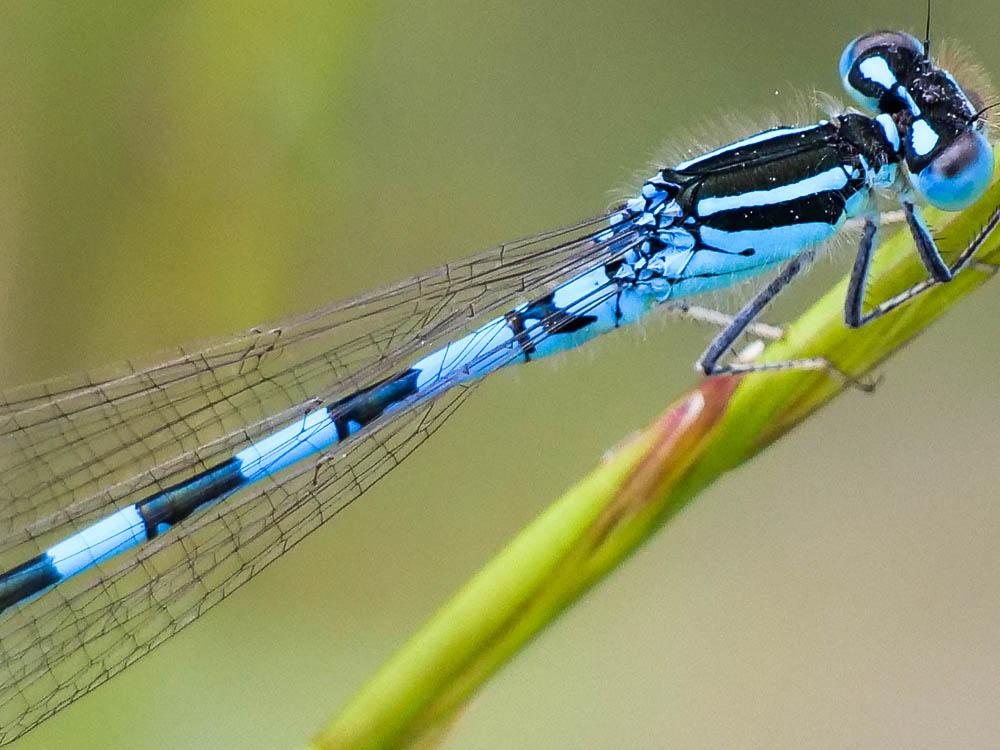 Agrion mignon (L') Coenagrion scitulum (Rambur, 1842)