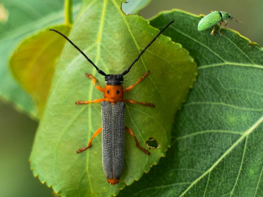  Oberea oculata (Linnaeus, 1758)