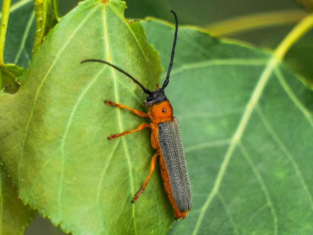 Oberea oculata (Linnaeus, 1758)