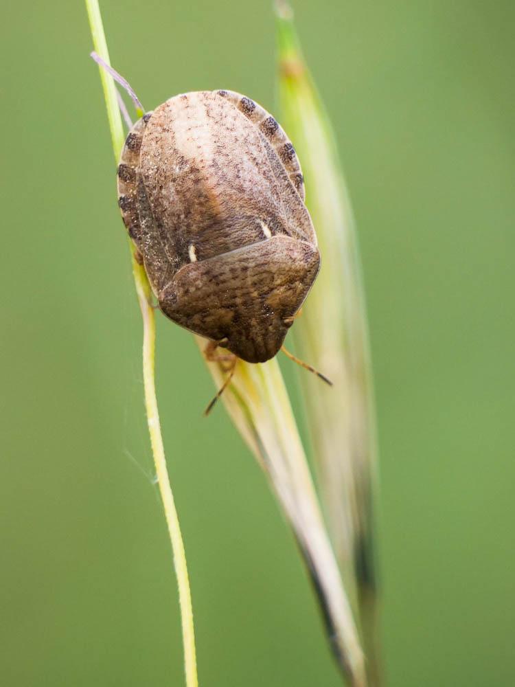 Eurygaster maura (Linnaeus, 1758)