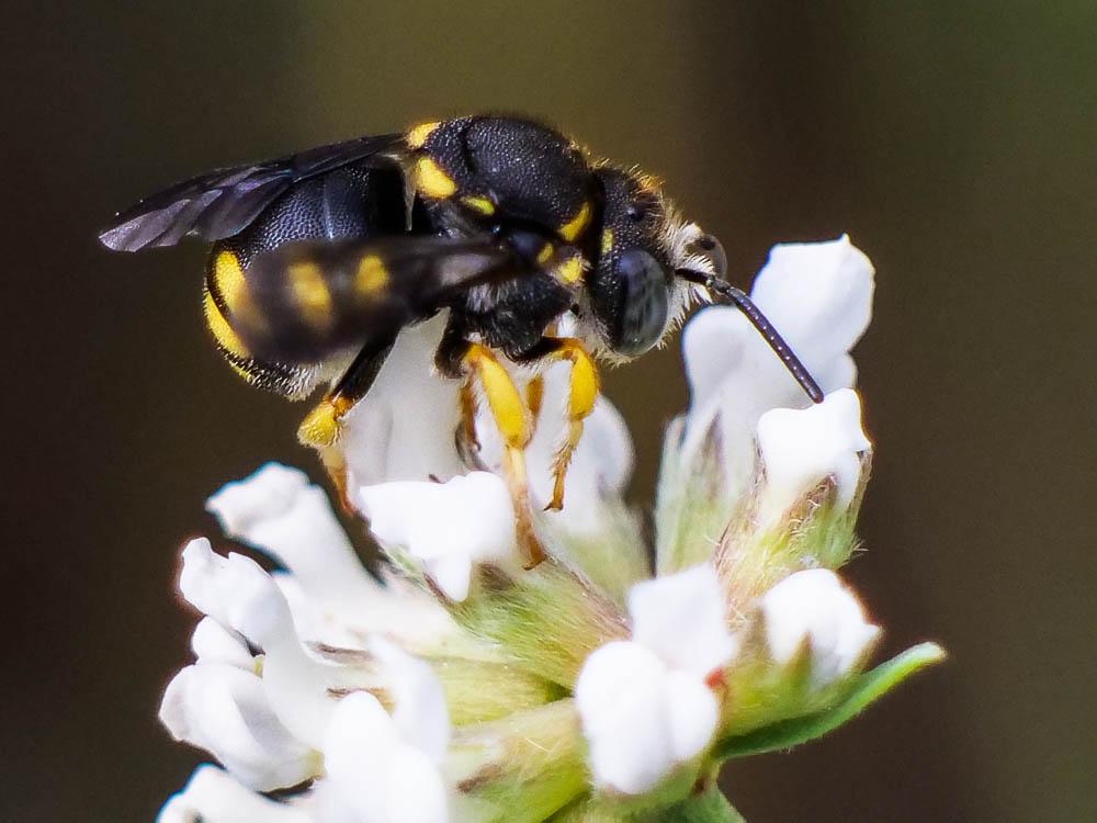 Anthidiellum strigatum (Panzer, 1805)