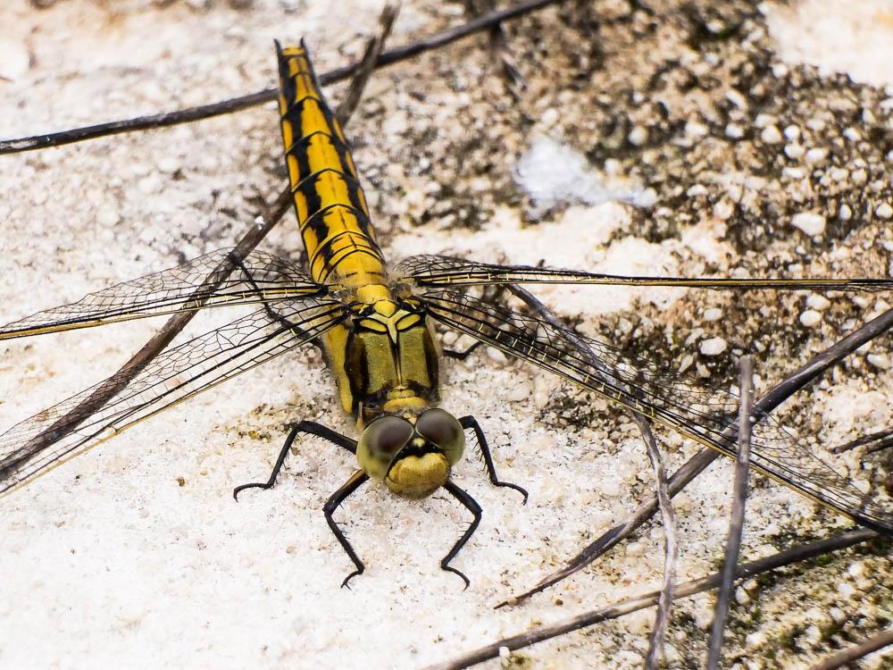 Orthétrum réticulé (L') Orthetrum cancellatum (Linnaeus, 1758)