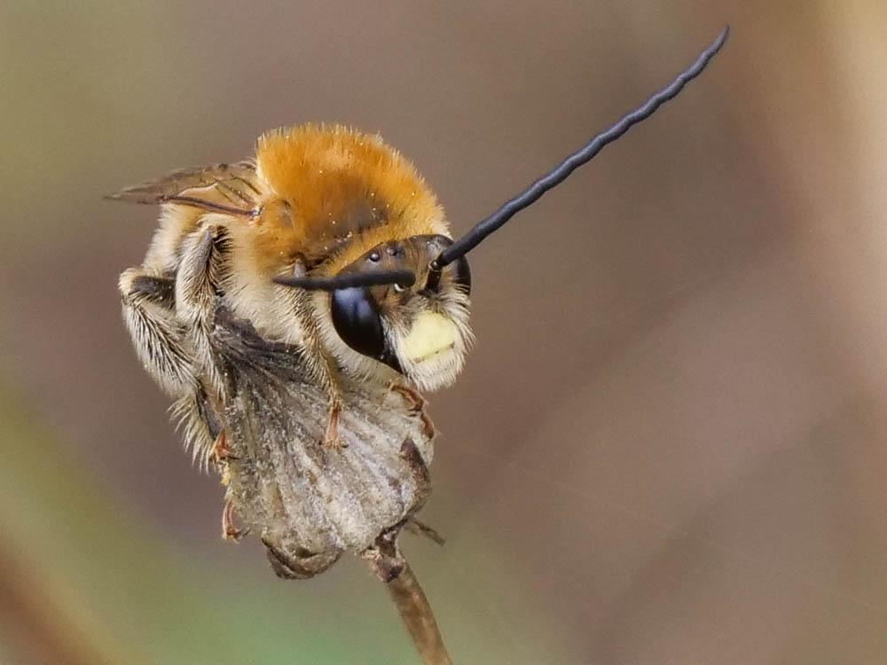 Eucera Scopoli, 1770