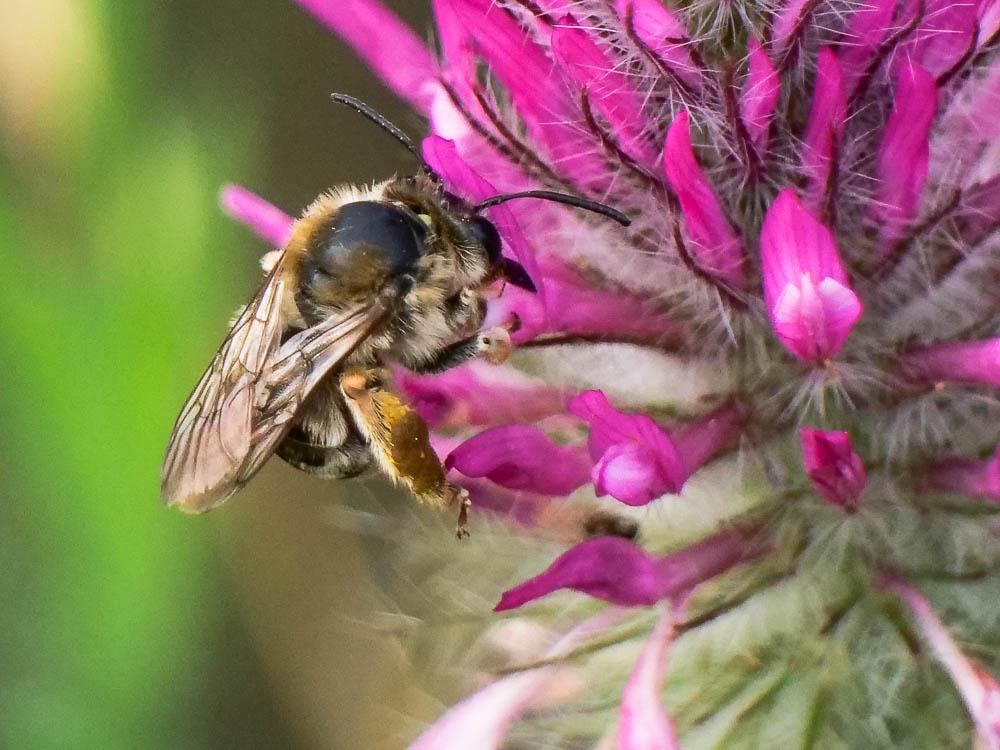 Anthophore agame Anthophora agama Radoszkowski, 1869