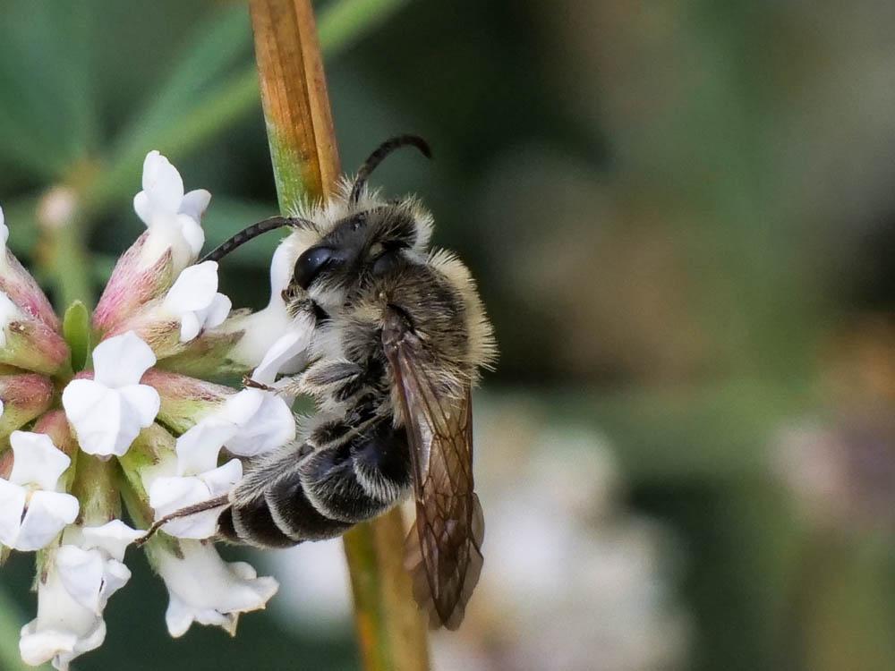 Andrena Fabricius, 1775