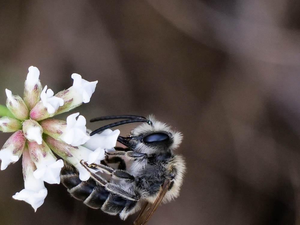 Andrena Fabricius, 1775