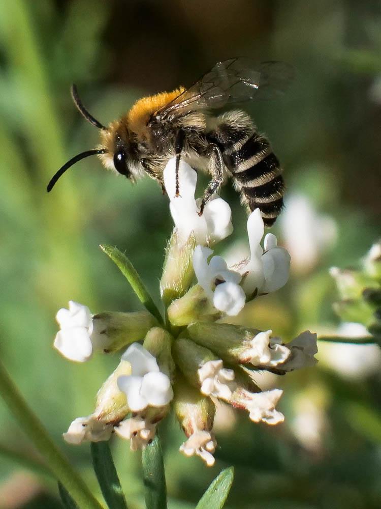 Colletes Latreille, 1802