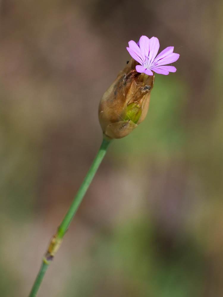 Oeillet prolifère, Petrorhagie prolifère Petrorhagia prolifera (L.) P.W.Ball & Heywood, 1964