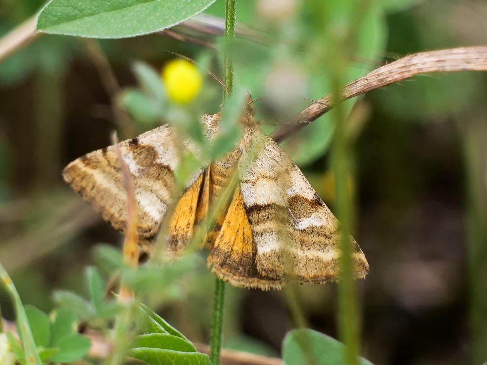 Noctuelle du Dartrier (La) Synthymia fixa (Fabricius, 1787)
