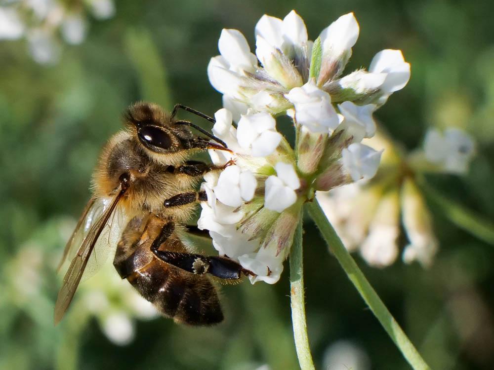Abeille domestique, Abeille européenne, Abeille me Apis mellifera Linnaeus, 1758