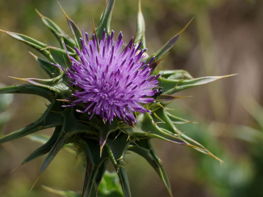 Chardon marie, Chardon marbré Silybum marianum (L.) Gaertn., 1791