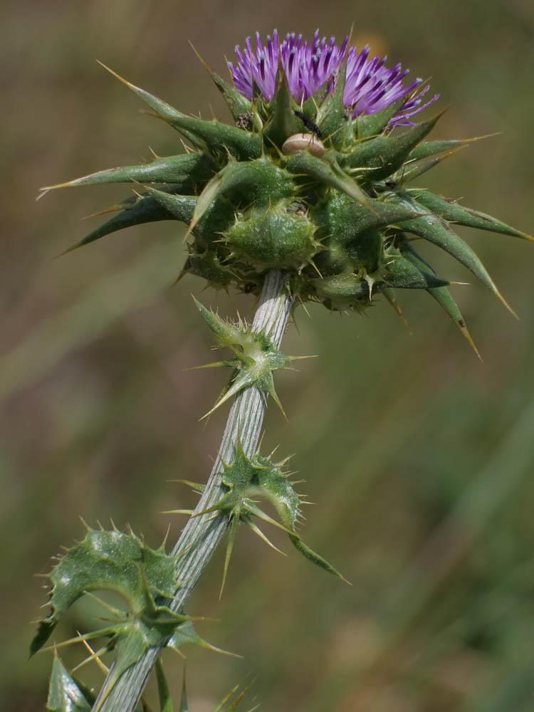 Chardon marie, Chardon marbré Silybum marianum (L.) Gaertn., 1791