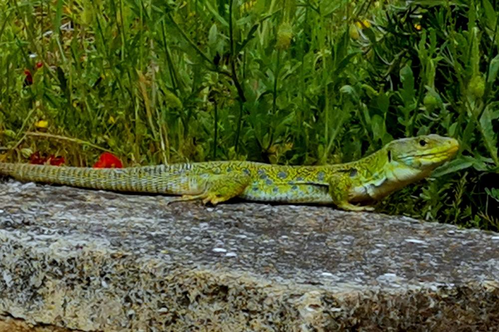 Lézard ocellé Timon lepidus (Daudin, 1802)