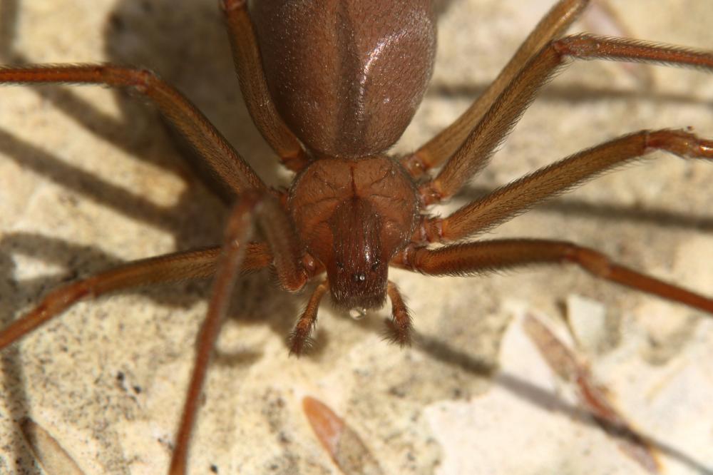 Loxosceles rufescens (Dufour, 1820)