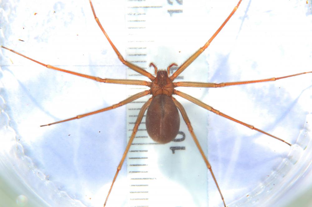 Loxosceles rufescens (Dufour, 1820)