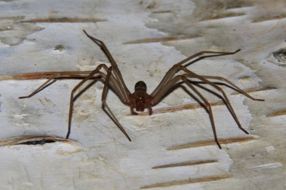 Loxosceles rufescens (Dufour, 1820)
