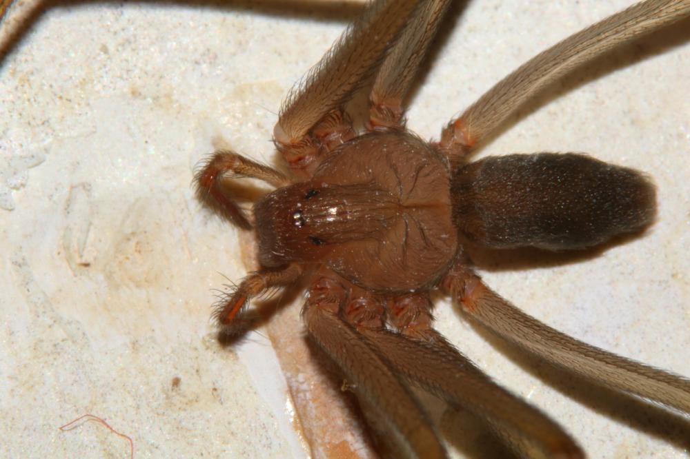 Loxosceles rufescens (Dufour, 1820)
