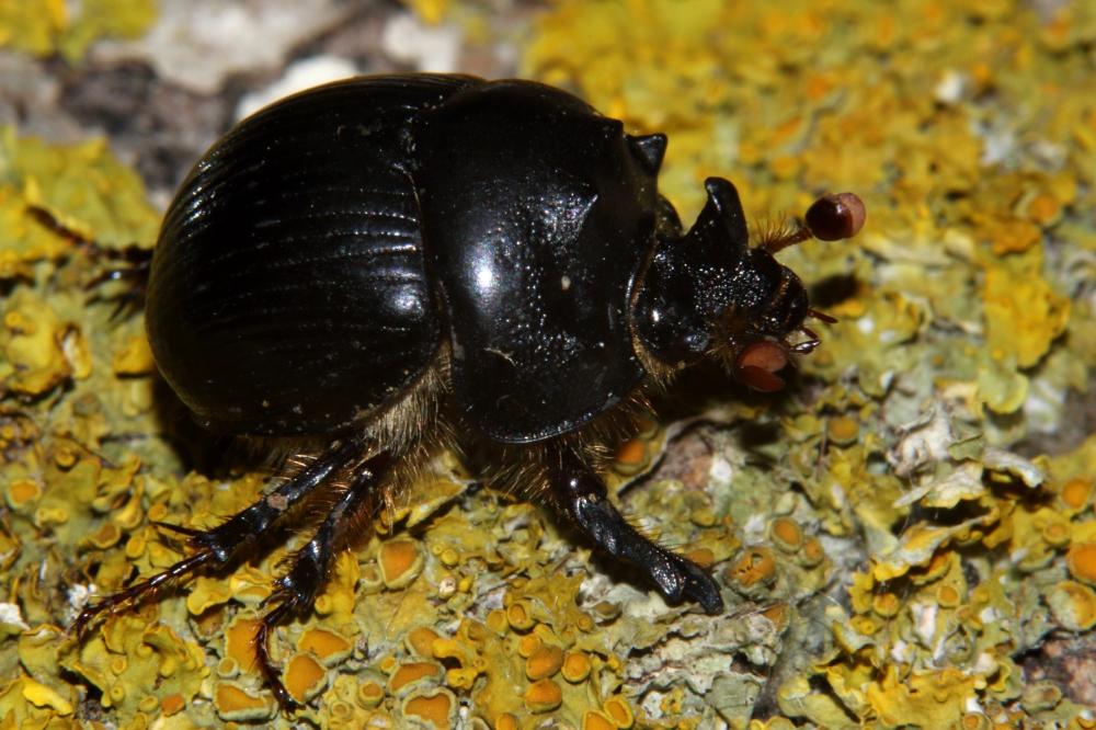Bolbelasmus gallicus (Mulsant, 1842)