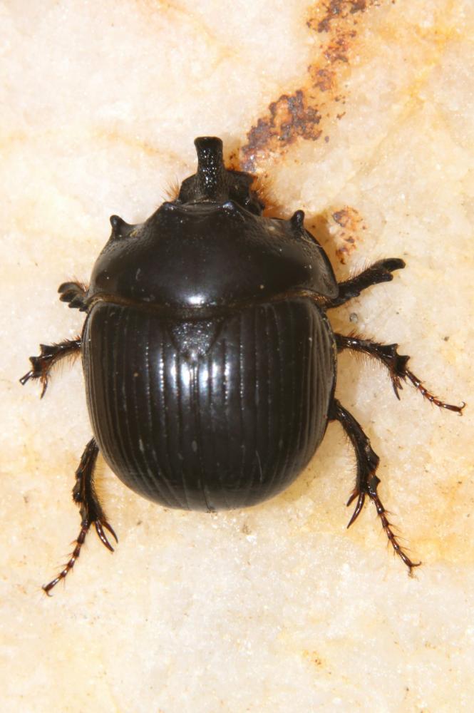 Bolbelasmus gallicus (Mulsant, 1842)