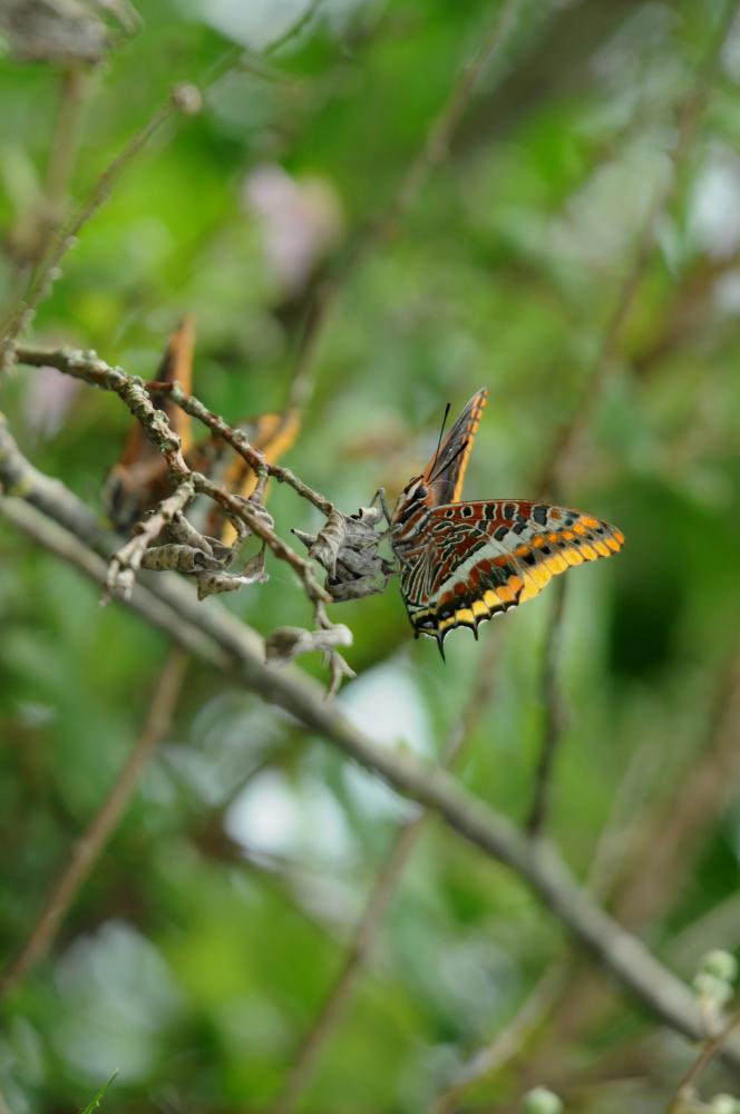 Le Nymphale de l'Arbousier (La), Jason (Le), Pacha à  Charaxes jasius (Linnaeus, 1767)