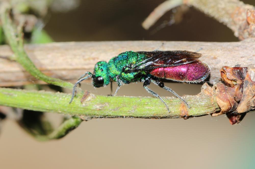 Guêpe-coucou Chrysididae Latreille, 1802