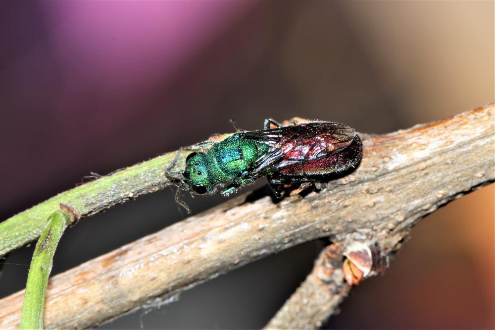Guêpe-coucou Chrysididae Latreille, 1802