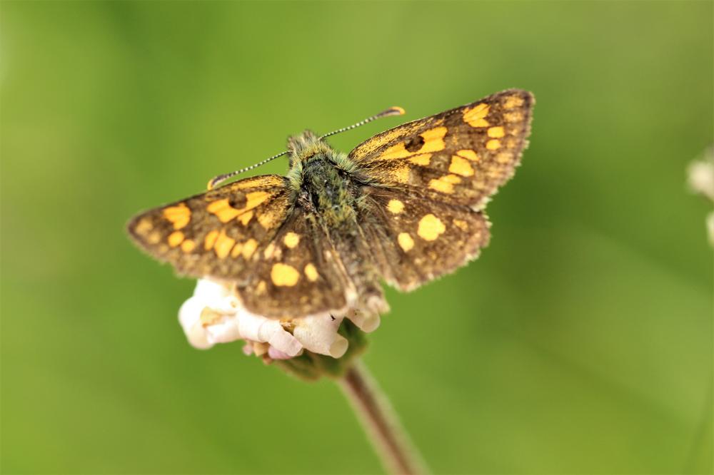 Hespérie du Brome (L'), Échiquier (L'), Palémon (L Carterocephalus palaemon (Pallas, 1771)