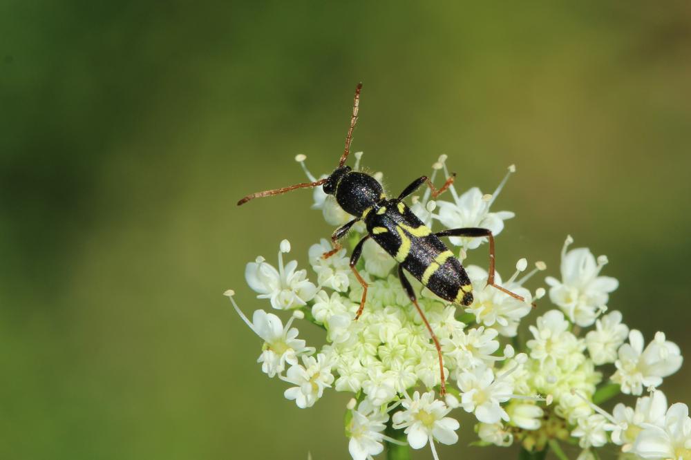 Clytus rhamni Germar, 1817