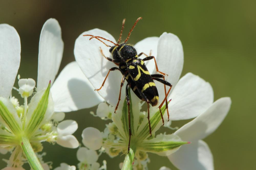 Clytus rhamni Germar, 1817